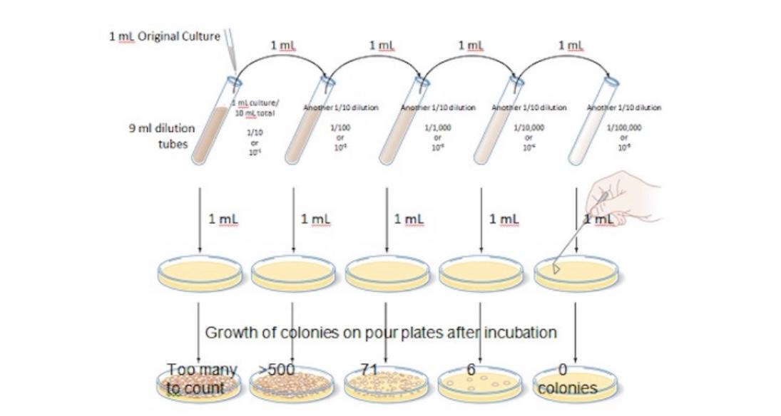 Solved Viable plate count is a method used in cell culture