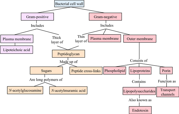 bacterial cell wall concept map Solved Using The Following Terms Draw A Concept Map That Desc Chegg Com bacterial cell wall concept map