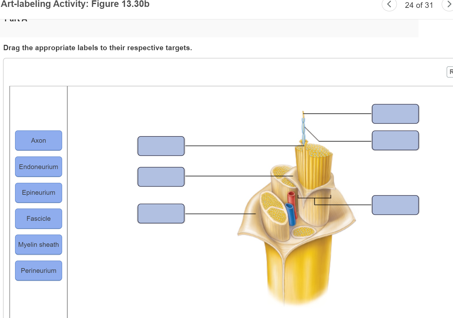 Solved Artlabeling Activity Figure 13.18a Drag the