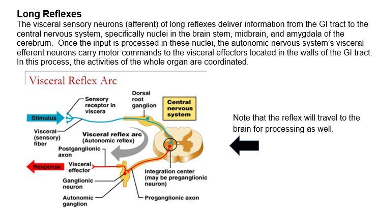 Autonomic Reflexes And Homeostasis – Anatomy Physiology, 55% OFF