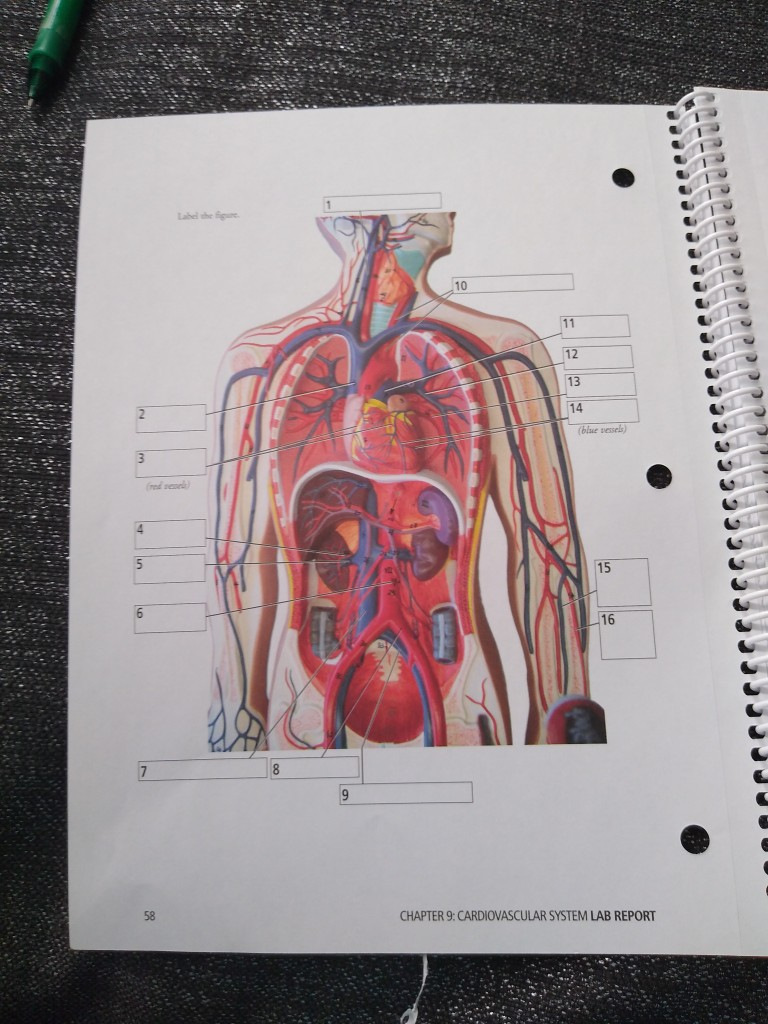 Solved Label the figure 19 (a layer) 2 15 (a chamber) 1 (a | Chegg.com