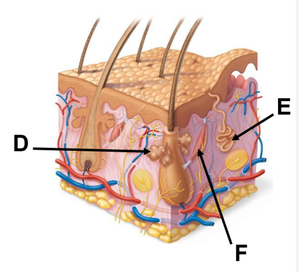 Solved What Is The Epithelial Classification Of Tissue B? 