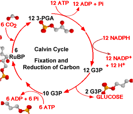 part a   following carbon atoms around the calvin cycle