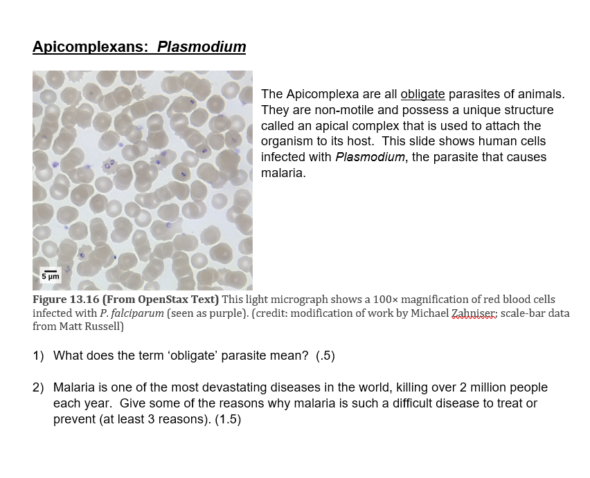 Solved Apicomplexans: Plasmodium The Apicomplexa are all | Chegg.com