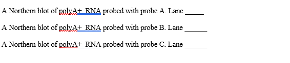 Solved Probe A Probe B Probe C | 1 Kb BamHI BamH1 BamHI | Chegg.com