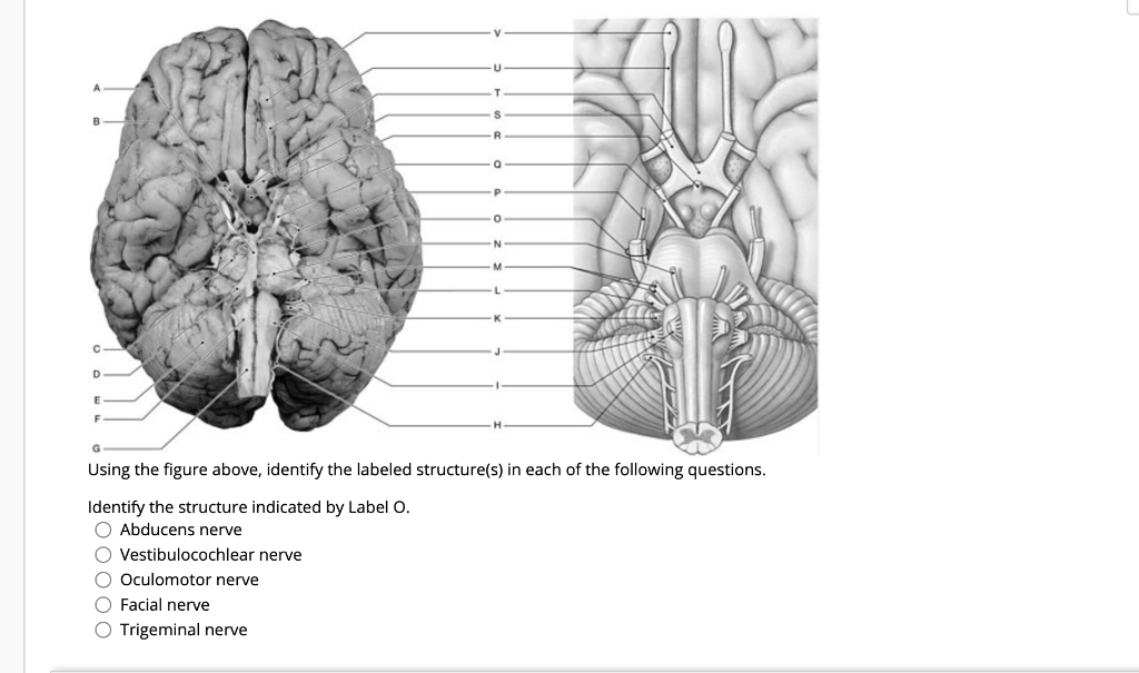 Solved R P 0 N D F G Using the figure above, identify the | Chegg.com