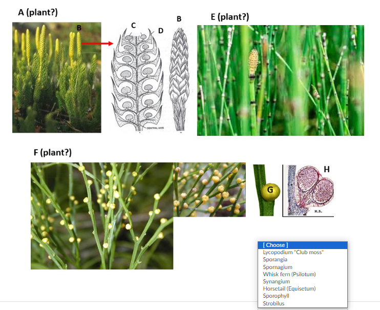 Solved A (plant?) B E (plant?) F (plant?) | Chegg.com