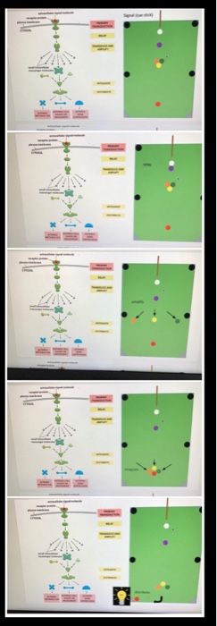 Solved Create and illustrate an ability for biological | Chegg.com