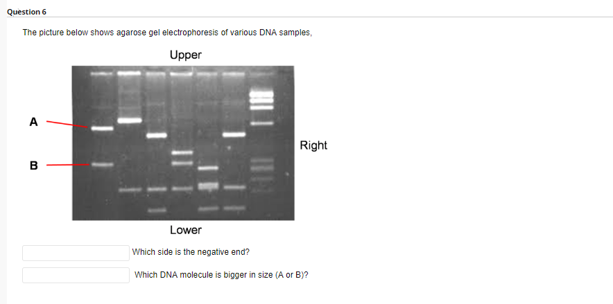 Solved Question 6 The Picture Below Shows Agarose Gel | Chegg.com