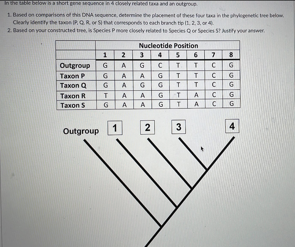 Solved In the table below is a short gene sequence in 4 | Chegg.com