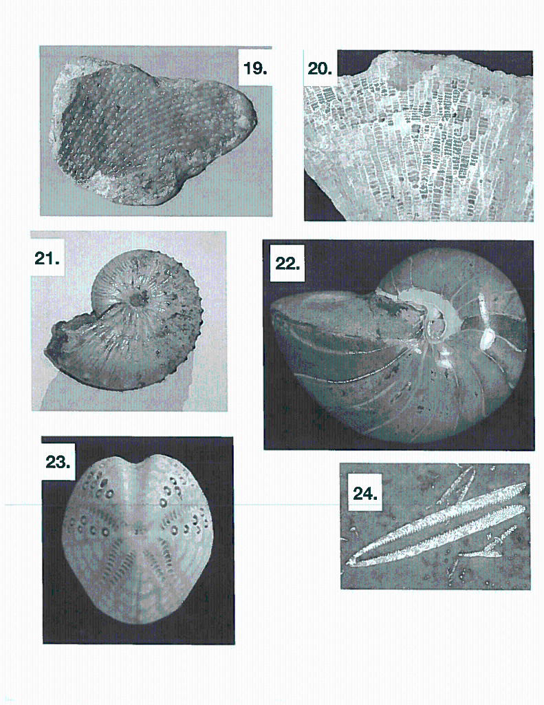 Solved Identify all fossil specimens provided by your | Chegg.com
