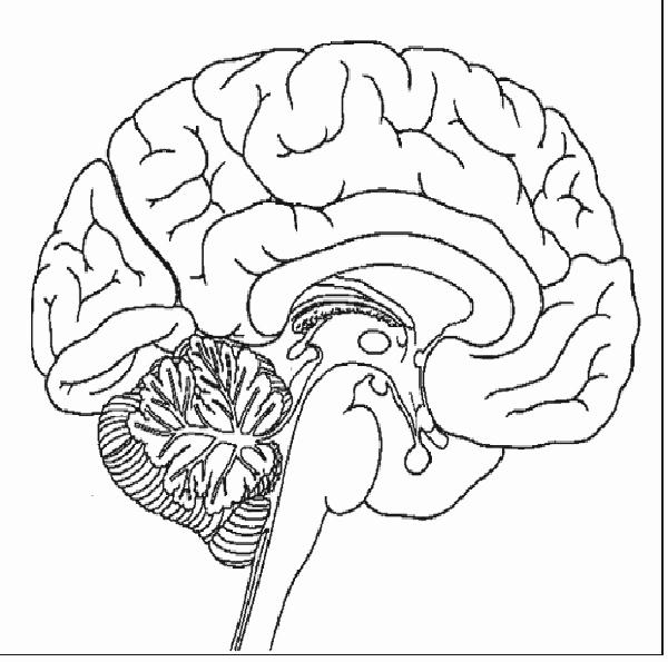 Please label: 1. Corpus callosum 2. Thalamus 3. | Chegg.com