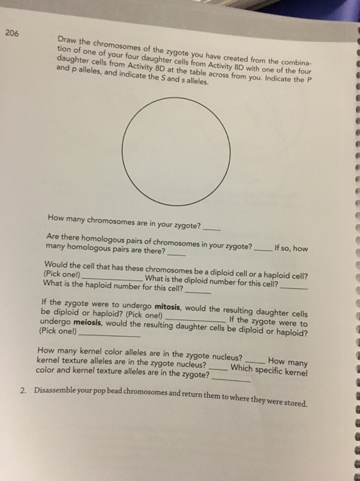 Draw The Chromosomes In The Cell As It Undergoes Mitosis - alter playground