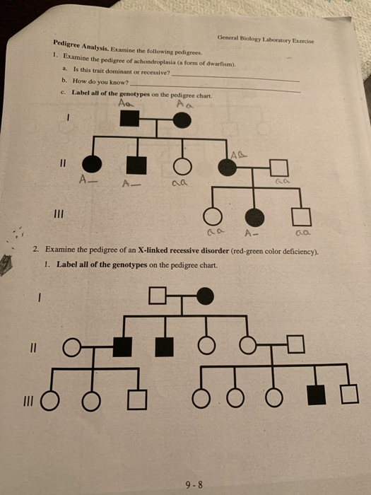 solved-general-biology-laboratory-exercise-pedigree-chegg