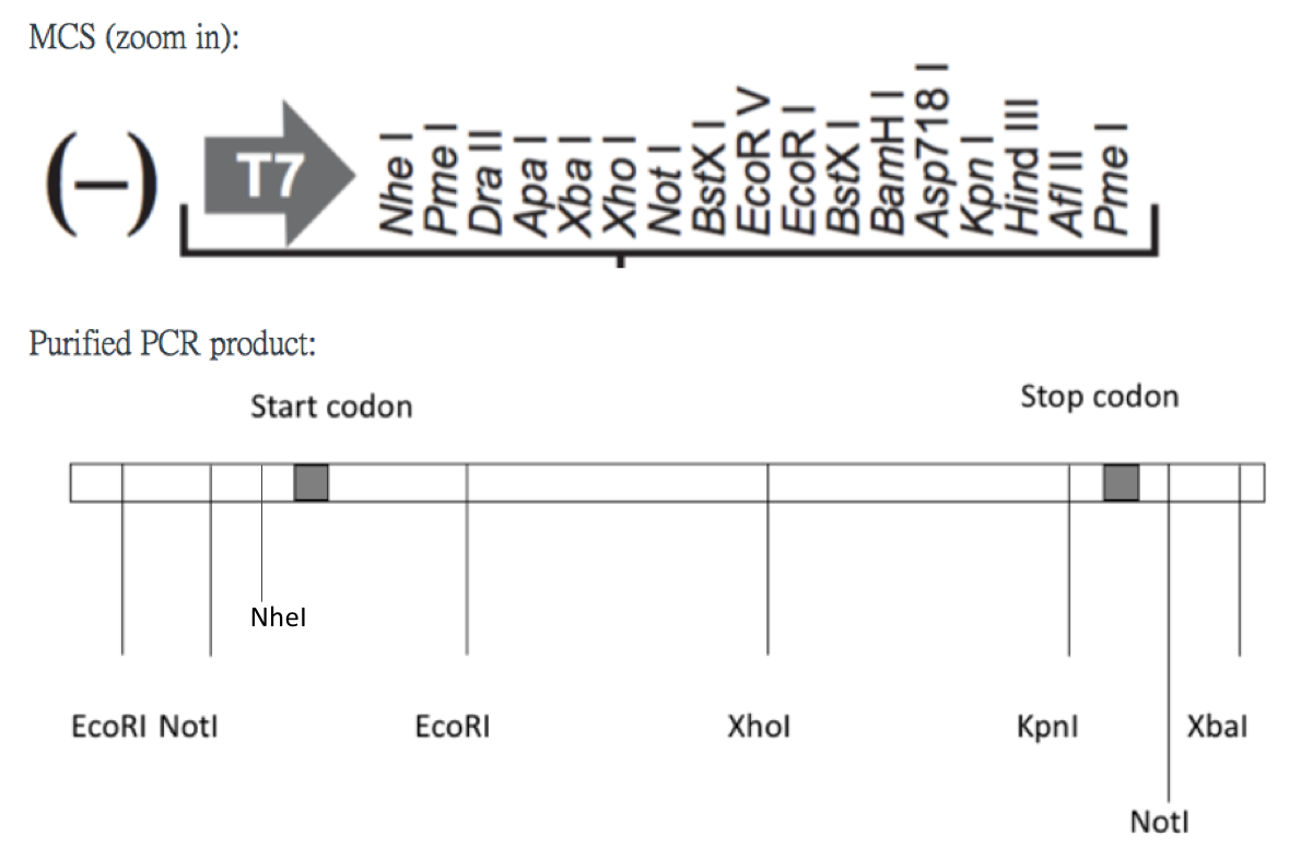 Solved Your goal is to insert a PCR product containing an | Chegg.com