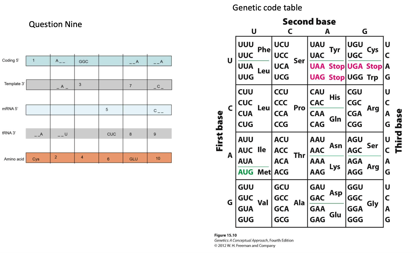 Amino Acid Nucleotide Table | Cabinets Matttroy