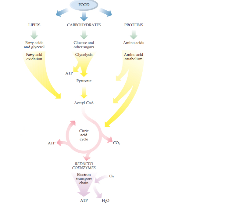 Solved FOOD LIPIDS CARBOHYDRATES PROTEINS Amino acids Fatty