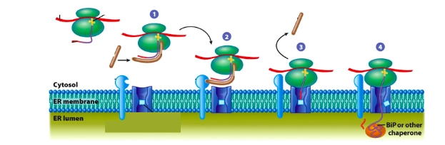 Solved Above is a schematic of the steps involved in the | Chegg.com