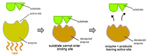 denatured enzyme diagram