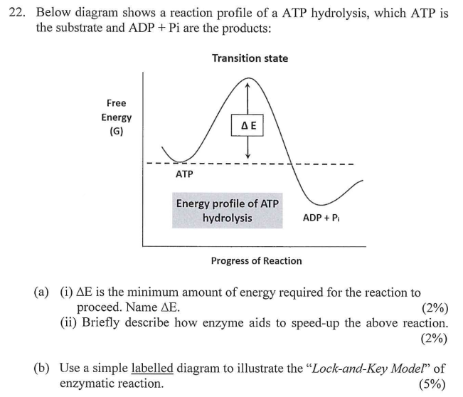 atp to adp enzyme
