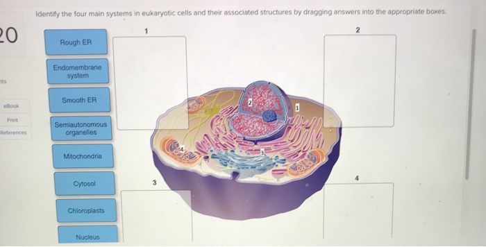 Solved Identify the four main systems in eukaryotic cells | Chegg.com