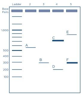 Solved The problem: The gel results shown below include a | Chegg.com