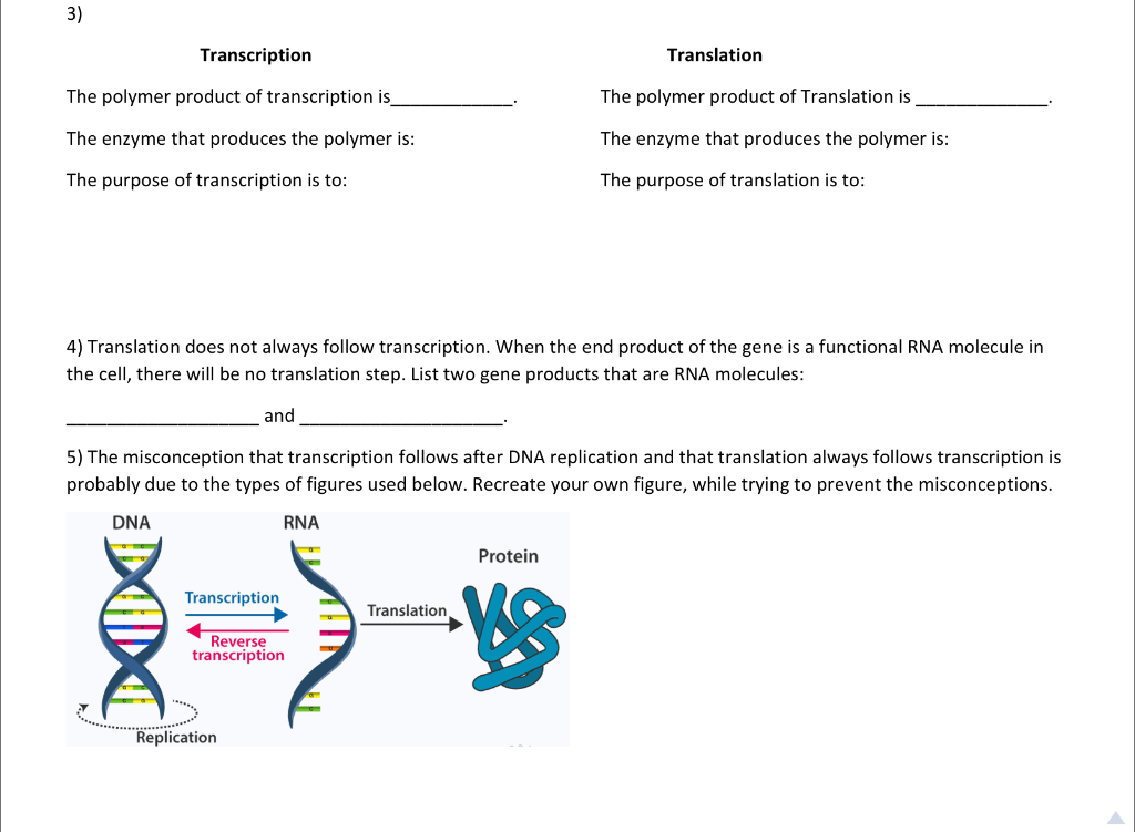 Transcription S Secret Uncovering The Synthesized Polymer - wbd3mxl