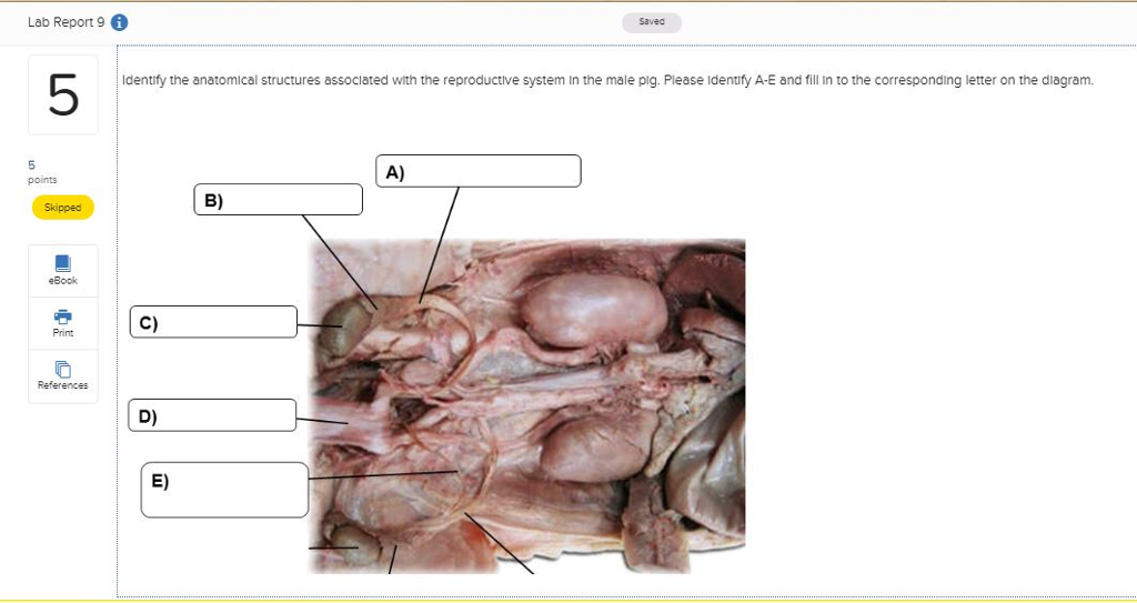 Solved Lab Report 9 6 Identify the anatomical structures | Chegg.com