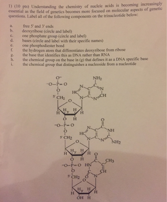 Solved (10 pts) Understanding the chemistry of nucleic acids | Chegg.com