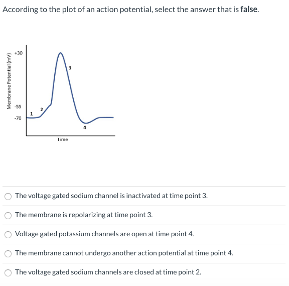 Solved According to the plot of an action potential, select | Chegg.com