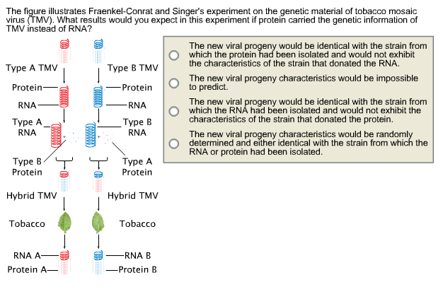 Solved The illustrates FraenkelConrat and Singer's