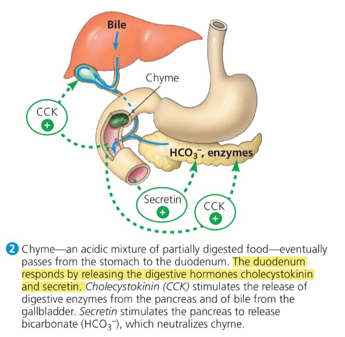 chapter 13 digestion neuron stuff and other science stuff