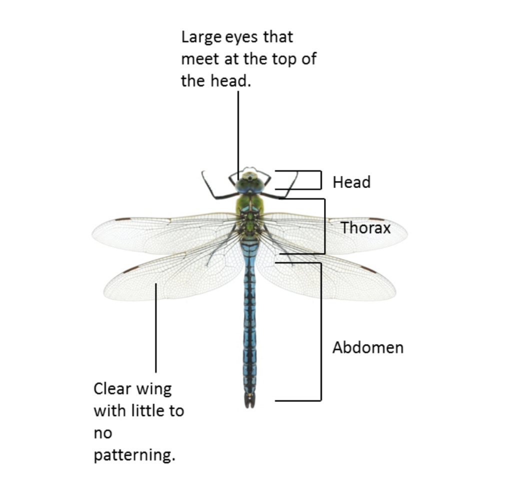 1 Observe the dragonflies in Figure 9. Note the | Chegg.com