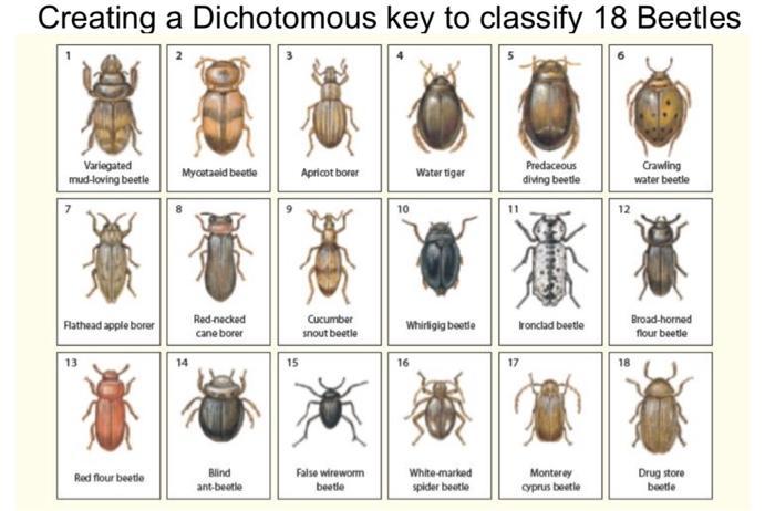 Solved Make a dichotomous key pick 5 beetles and create a | Chegg.com