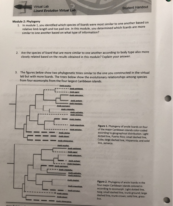 Solved virtual lab lizard evolution virtual student handout chegg