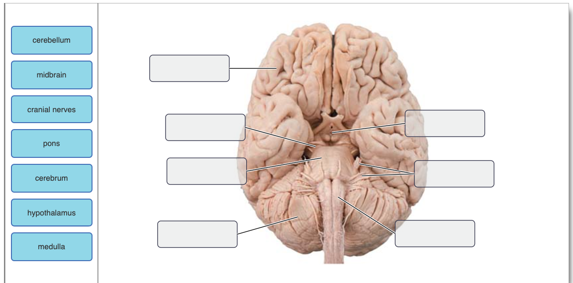 human brain labeled inferior view