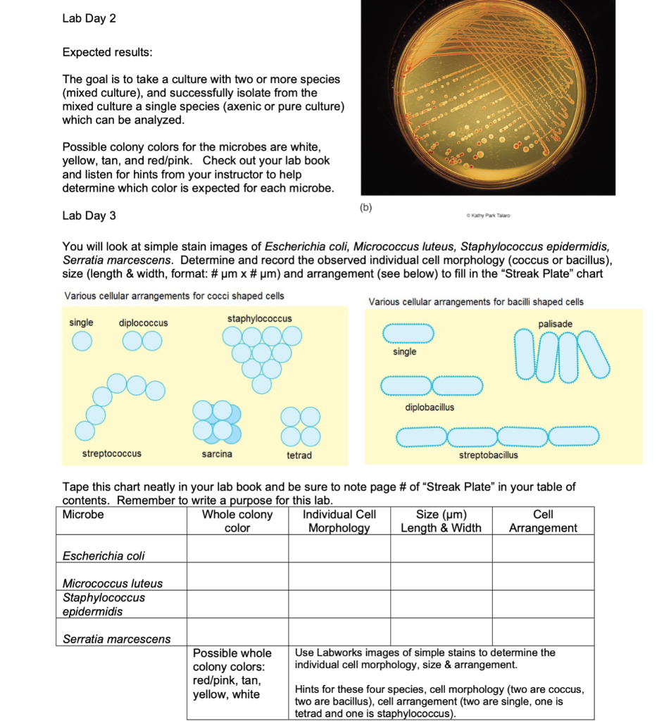 Solved Lab 4 1. Sabouraud Dextrose Agar (SDA) Read Leboffe | Chegg.com