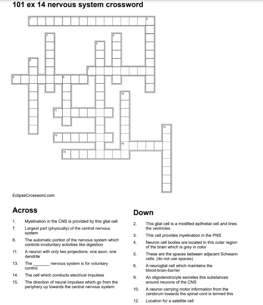 Solved 101 ex 14 nervous system crossword 15 Eclipse Chegg com