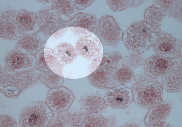 Solved Identify the stages of the cell cycle from the | Chegg.com