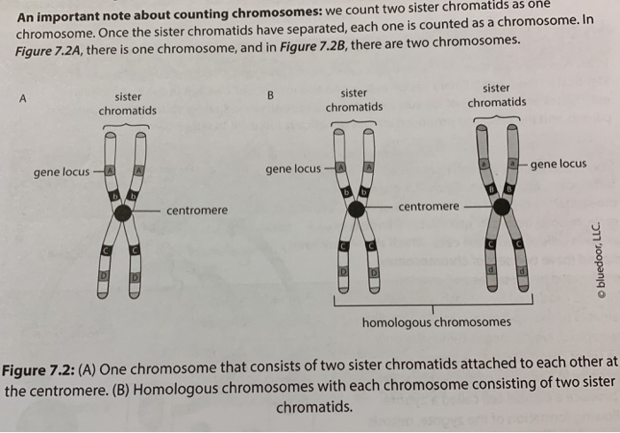 solved-1-are-there-any-differences-between-the-sister-chegg