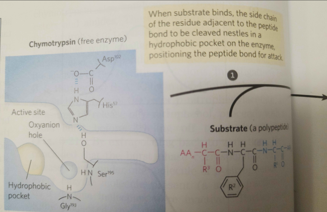 Solved When substrate binds, the side chain of the residue | Chegg.com