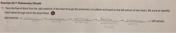 Solved Exercise 22.7: Pulmonary Circuit 11. Trace the flow | Chegg.com