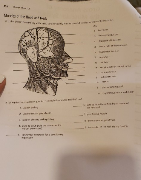 Solved 224 Review Sheet 13 Muscles Of The Head And Neck 3