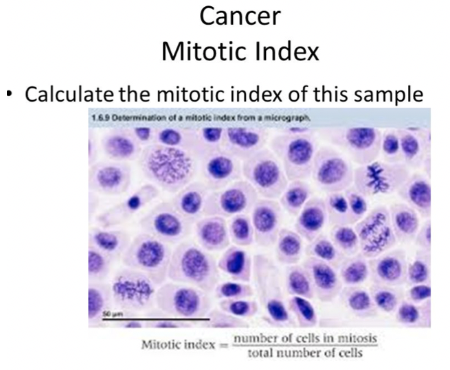 Solved Part 2. Calculate the mitotic index in this Biology Diagrams