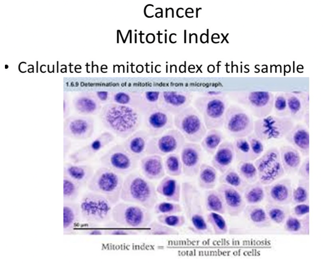 mitotic index experiment