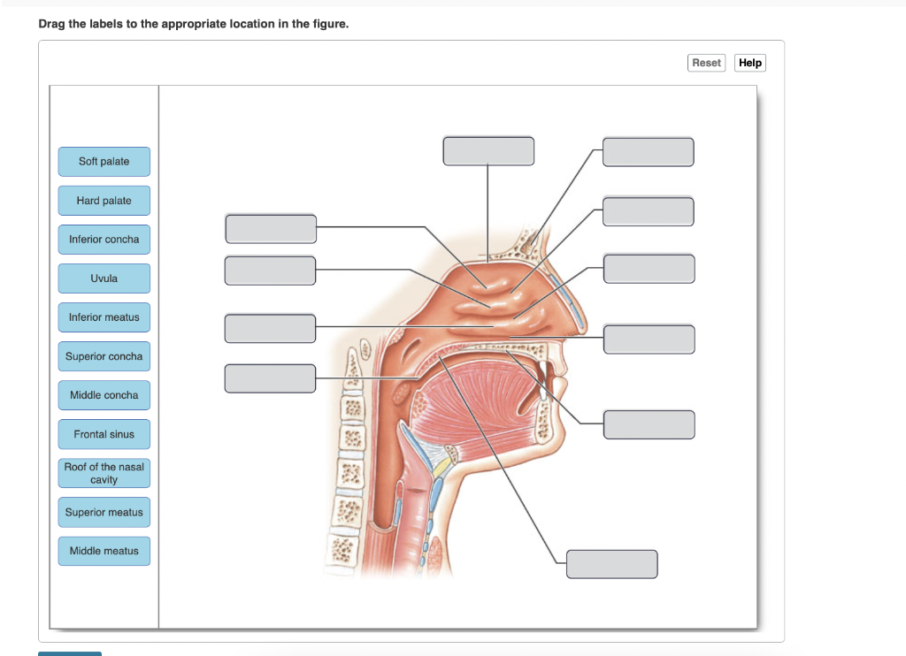 Solved Drag the labels to the appropriate location in the | Chegg.com