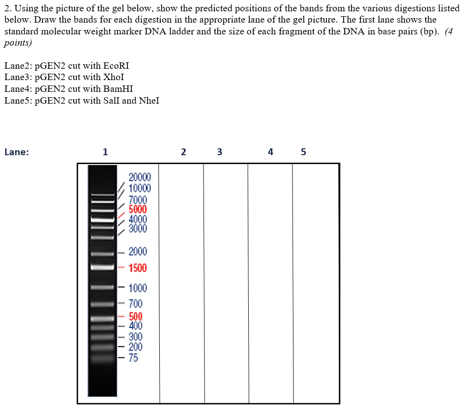 Solved Eco RI 1 Xho 1 4193 4074 4098 7 отрс PROMOTER 459 494 | Chegg.com
