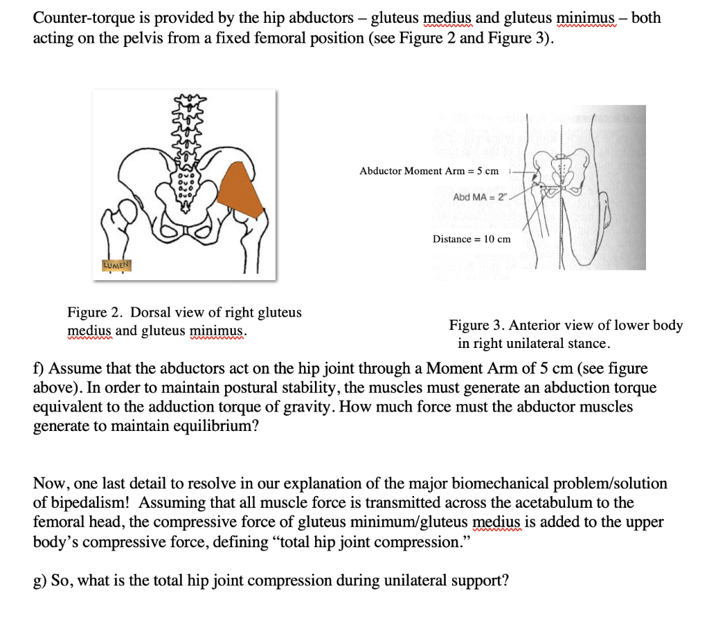 Solved Counter-torque is provided by the hip abductors – | Chegg.com