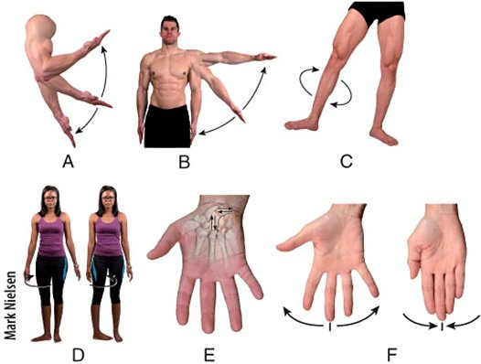 Solved Which movement involves rotation, adduction, | Chegg.com