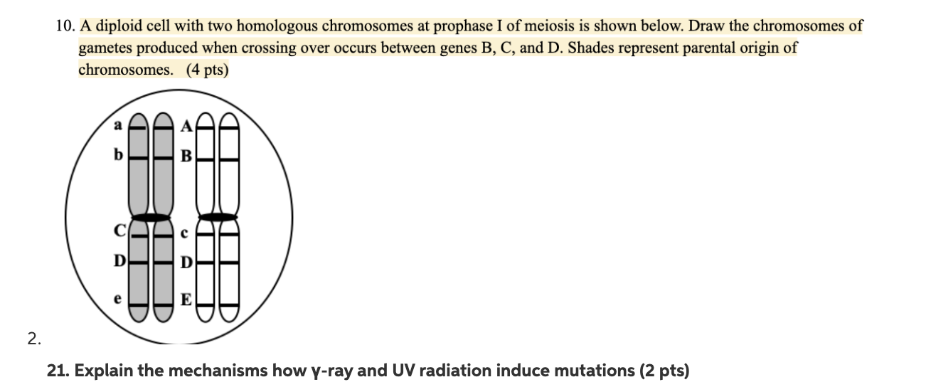 solved-10-a-diploid-cell-with-two-homologous-chromosomes-at-chegg